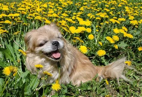 Guía de cuidados del pequinés mezcla de shih tzu: un cachorro .